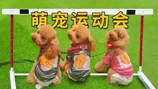 3 dogs won a lot of awards in the sports meeting. They were banned because they were too good!