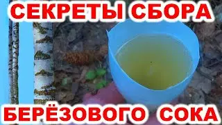 Сбор березового сока разными способами. Как собирать берёзовый сок весной