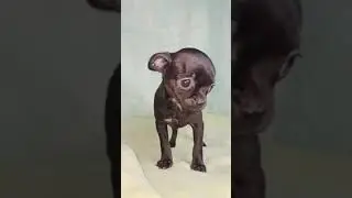 Продаётся щенок чихуахуа, гладкошерстная девочка!