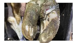 The Worst Hoof I’ve Seen in Years