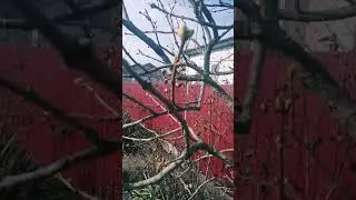 Жесть!!! почки распускаются 