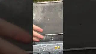 Parizodani mushugi 5etajdan tushb ketbti🥺😭