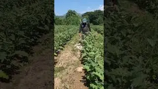 HARVEST TYM