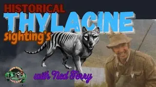 Tasmanian Thylacine sightings, taken by Ned Terry,  farmer/Thylacine researcher 70's, 80's & 90's.