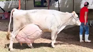 Top 6 Dairy cattle breeds in the world | Highest Milking cows | best cow | cow milking by hand