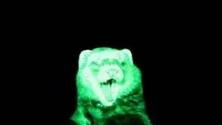 ferret