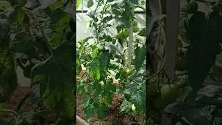 Помогите помидорам повысить иммунитет👏