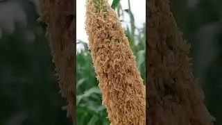 just amazing #naturelover #nature #naturephotography #naturesounds #farmer #villagelife #digitalmuks