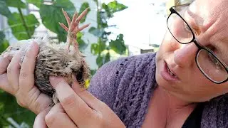 Homestead How To: Sexing Coturnix Quail
