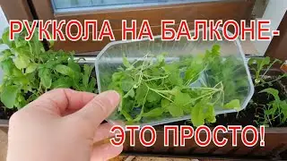 Руккола на балконе ранней весной - это просто. DIY.