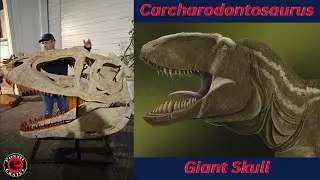 Carcharodontosaurus: One of the Largest Carnivorous Dinosaurs that Ever Lived