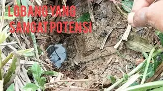 TENAGANYA nggak ada obat #eelfishing @manggarpas6904