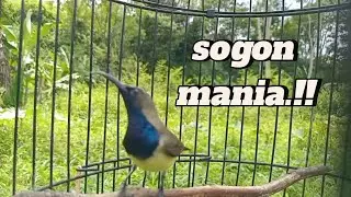 Sogon Mania Pancing Sogon Susah Bubyi.