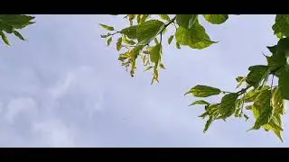 Голуби на даче.