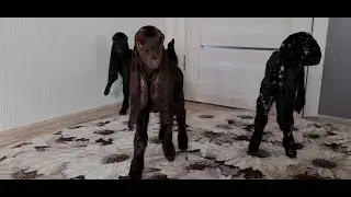 Козы камори.