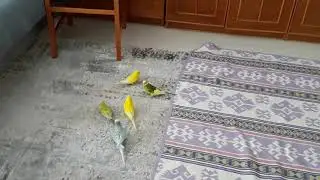 YOUTUBER ÇILDIRDI 5 KUŞU BİRDEN SALDIM