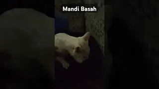 Mandiin Majikan #cat #catshorts #oyen #oddeyecat