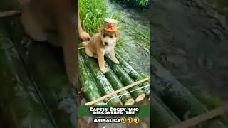 Captin Doggy who discovered the Animalica #captindoggywhodiscoveredtheanimalica #captindoggy #doggy