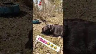 Папа норка, Мама бобер🤣