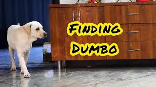 Hide And Seek With My Labrador Dog.
