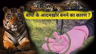 गलती किसकी ? Sugarcane Tigers & Leopards #tiger #facts #jimcorbett