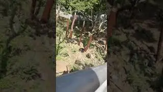 Медведи дерутся Сафари Парк п. Шкотово Приморскй край