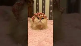 si Lala kucing ku lucu banget pake topi nya#shorts #kucinglucu #kucing