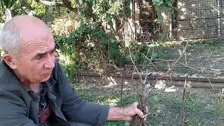 I'm digging up a school of grape seedlings