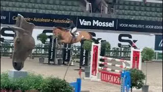 By For pleasure , 8 years old , mare