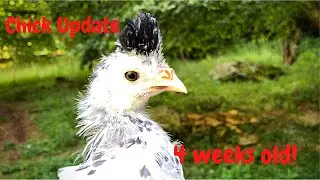 Chick Update Week 4!
