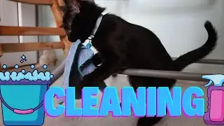 Kitten wants to Clean My Table!