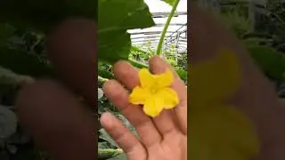 Огурец Мамлюк в китайских теплицах
