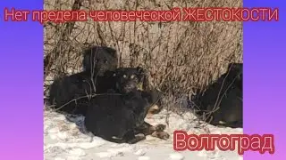 Волгоград. Нет предела человеческой ЖЕСТОКОСТИ.  Готов подарить малышу дом, любовь и заботу - пиши!