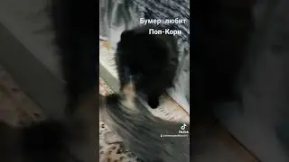 Бумер любит Поп-Корн
