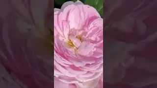 Первогодки