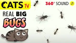 CAT TV 📺😻 Real Ants & Flies 🐜🪰 UULTRA Detailed bugs 🕹️ 60FPS 🔴 4K