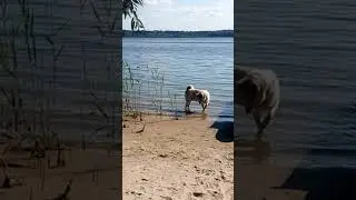Моя лайка на рыбалке.
