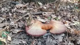 Грибы сентября: печеночница Fistulina hepatica