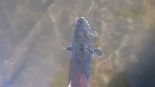 Туба. Хариус есть + Таймень.