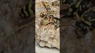 wasps