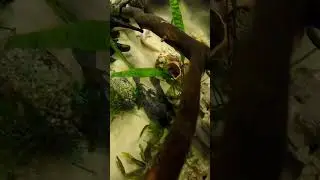 Первое пробное погружение в аквариум к Аксолотлям.