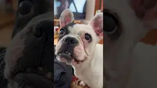 У кого тоже дома волкодав?😂🐾