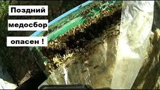 Опасность позднего медосбора