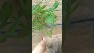 Мята комнатная