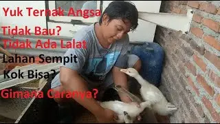 Ternak Angsa Dimulai Skala Kecil,Kandang Tidak Bau, Tidak Ada lalat Dan Dilahan Sempit #Episode 10