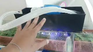 90% Water Change and Holding Eggs