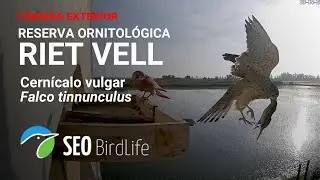 Lechuzas - cernícalos · [Exterior] · Reserva Natural Riet Vell -🔴DIRECTO Delta del Ebro