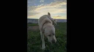 #гампр