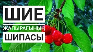 ШИЕ ЖАПЫРАҒЫНЫҢ ЕМДІК қасиеті 
#шие #жапырақ #шипа