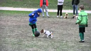 Пес Майло и мастерство ведения мяча )